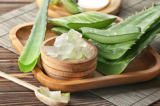 Aloe Vera – Symbol für Gesundheit und Schönheit